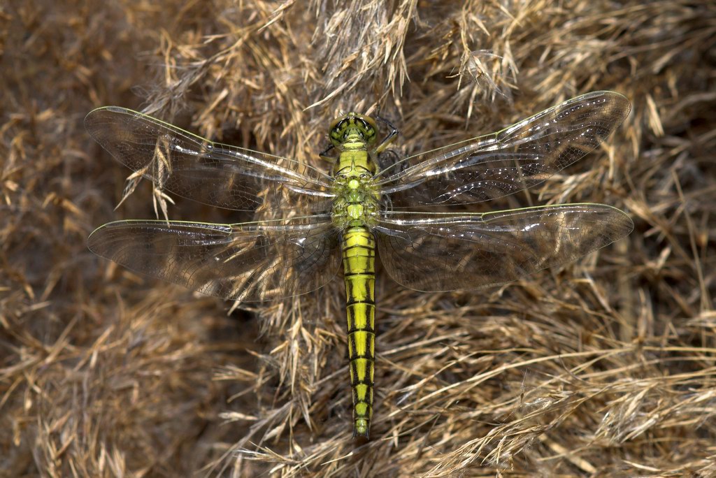 Libellula, momenti - Orthetrum cancellatum