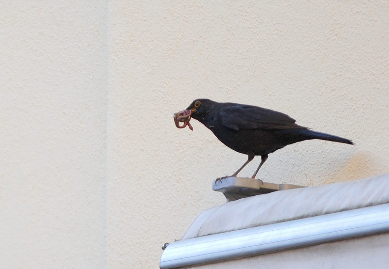 Avifauna humor