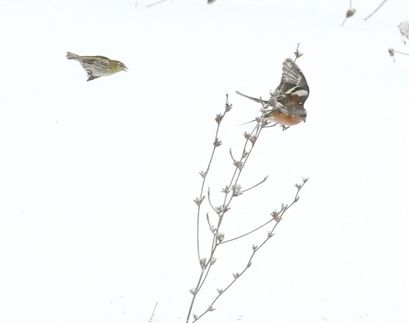 Avifauna humor