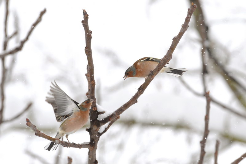 Avifauna humor