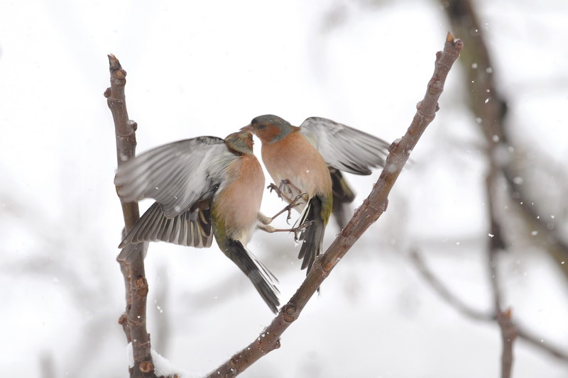 Avifauna humor