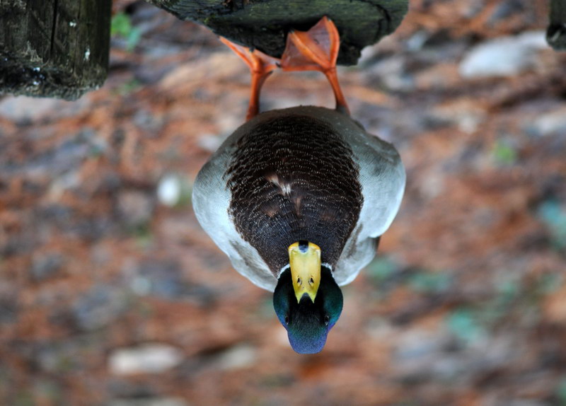 Avifauna humor
