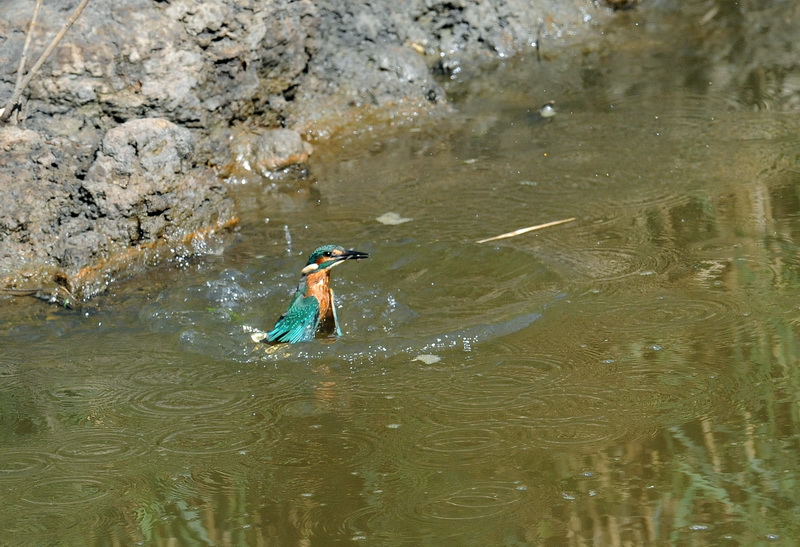 Il martin pescatore, oggi.