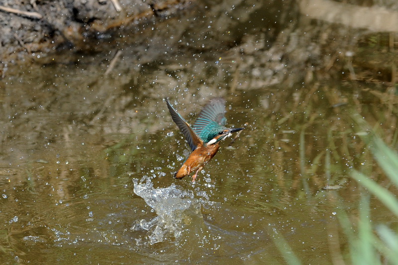 Il martin pescatore, oggi.