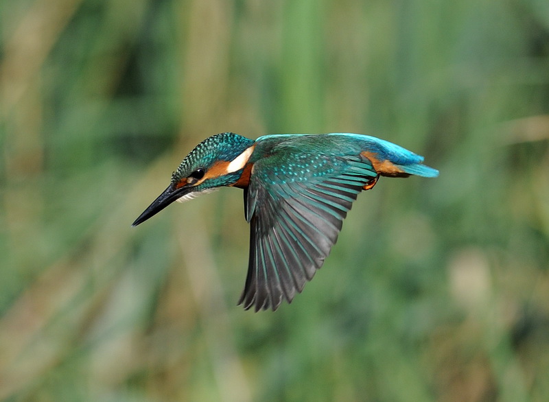 Il martin pescatore, oggi.