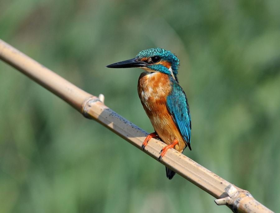 Il martin pescatore, oggi.