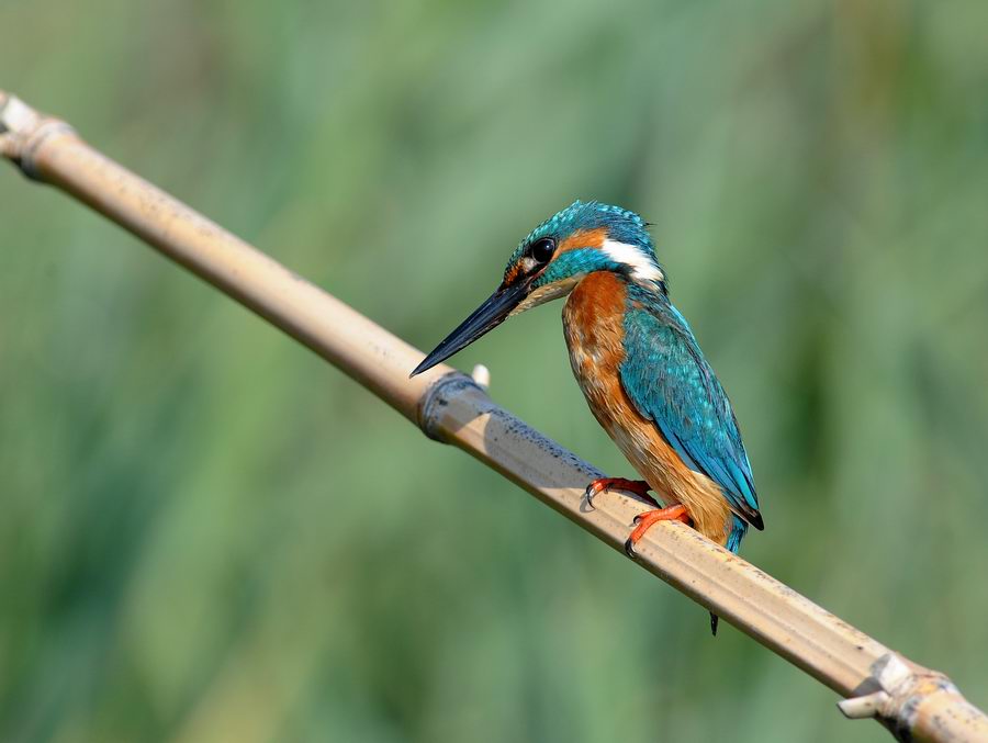 Il martin pescatore, oggi.