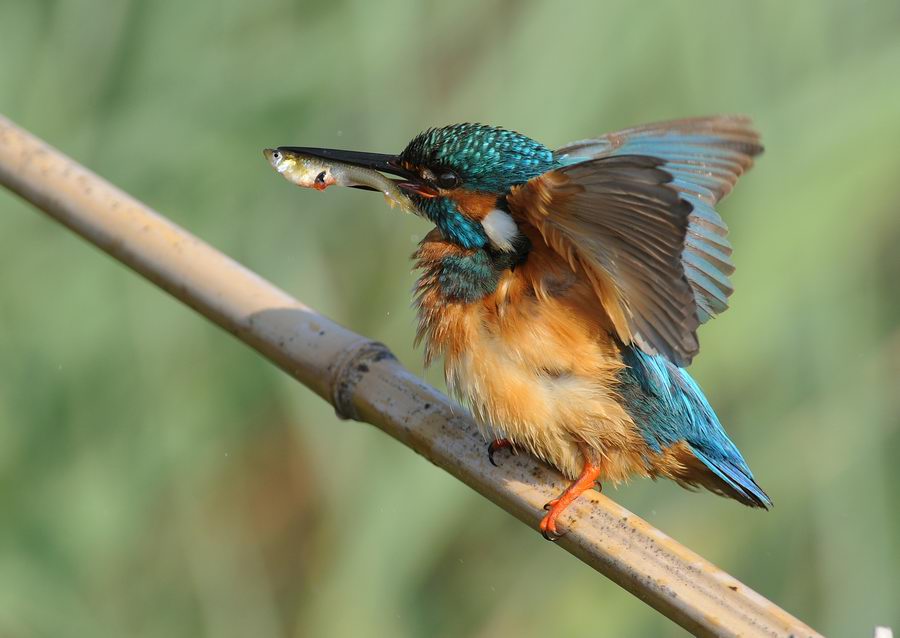 Il martin pescatore, oggi.