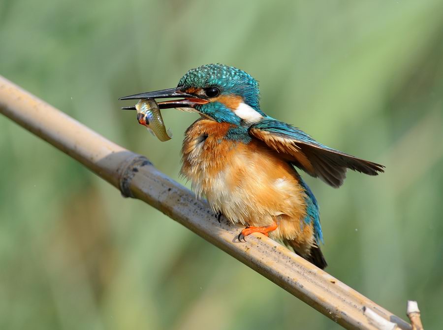 Il martin pescatore, oggi.