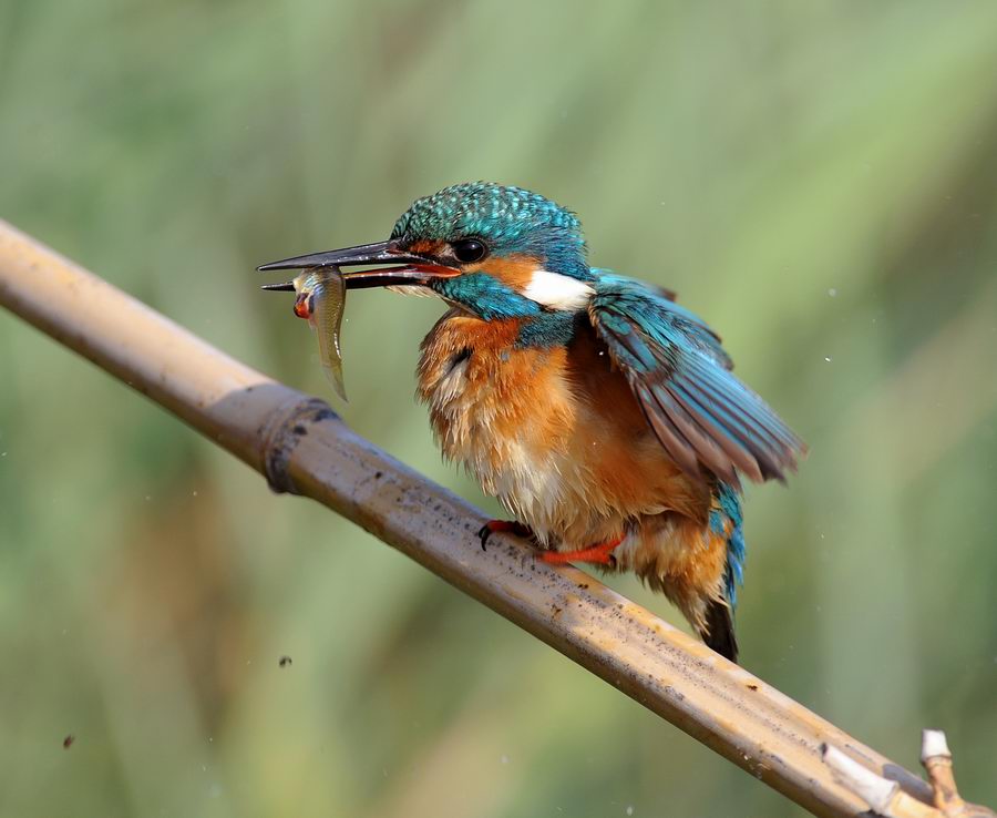 Il martin pescatore, oggi.