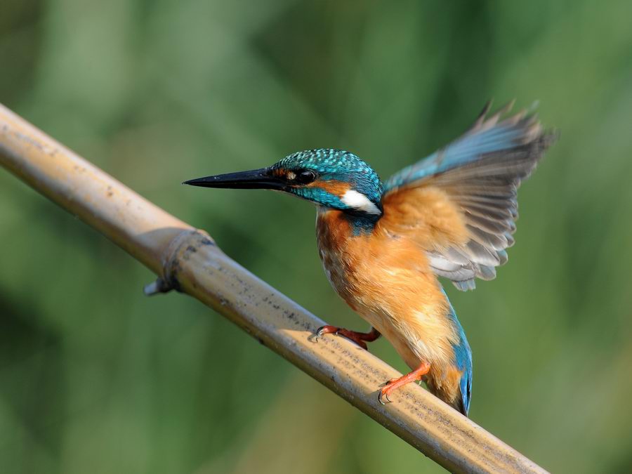 Il martin pescatore, oggi.