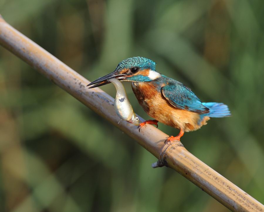 Il martin pescatore, oggi.