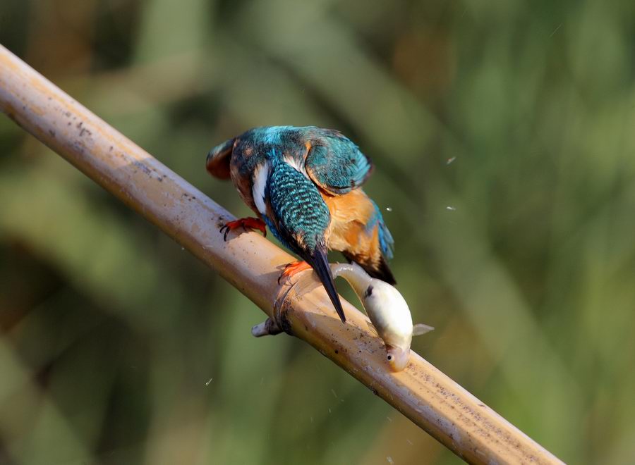 Il martin pescatore, oggi.