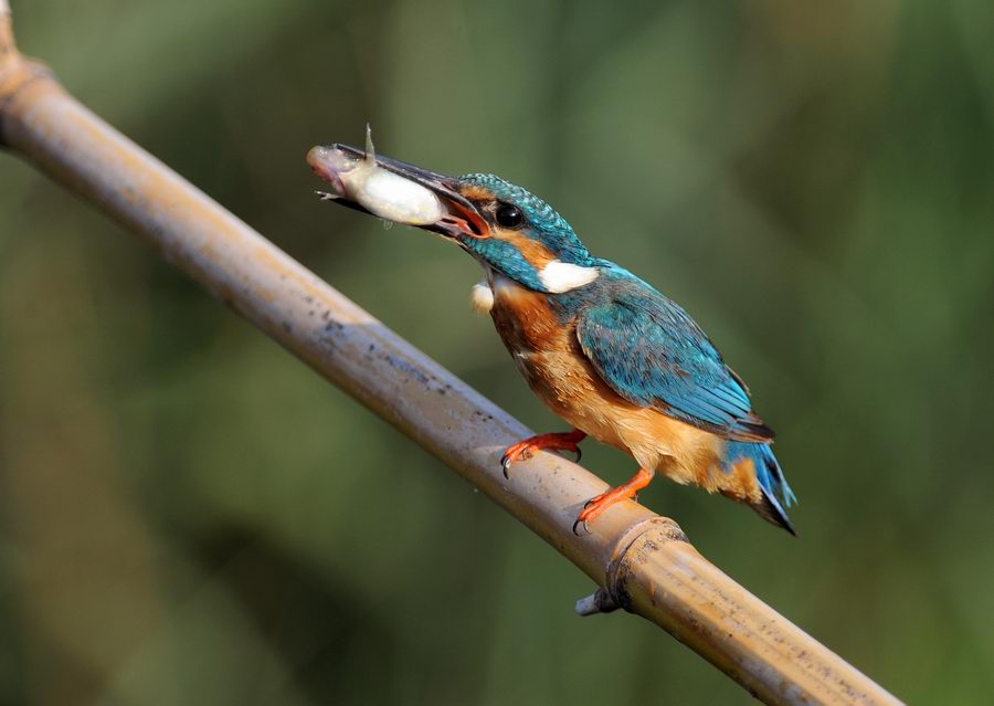 Il martin pescatore, oggi.