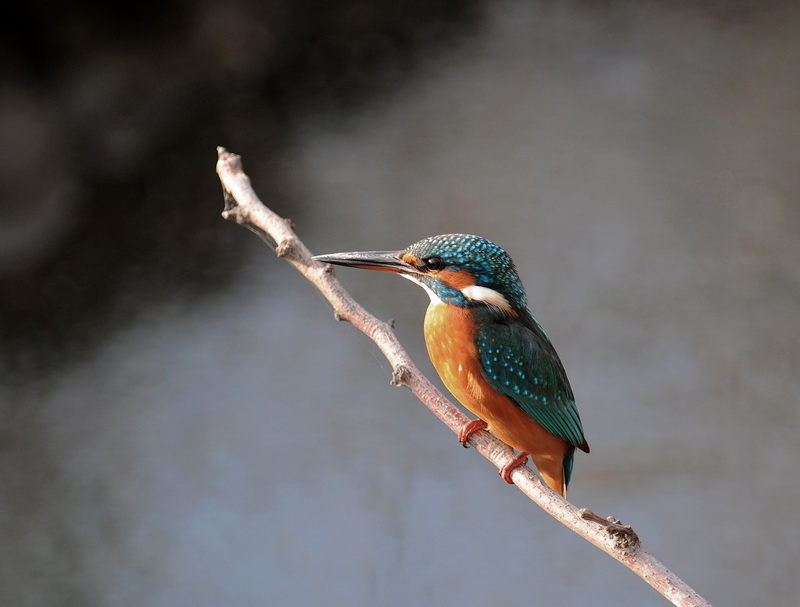 Il martin pescatore, oggi.