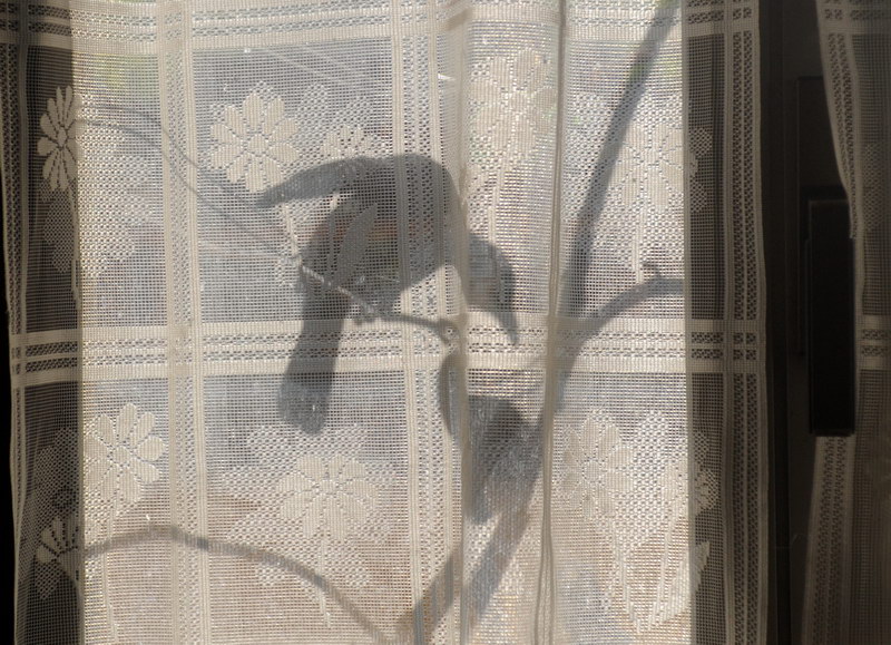 Avifauna humor