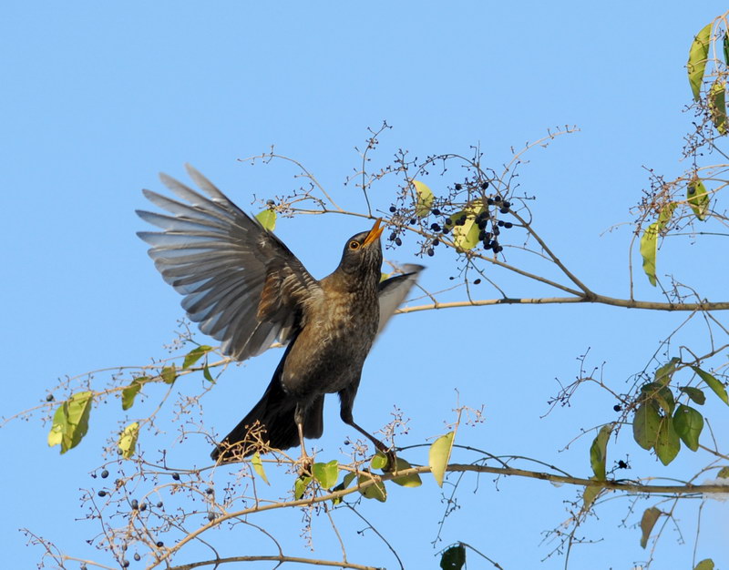 Avifauna humor