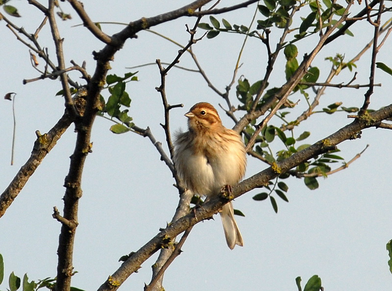 Uccelli arruffati