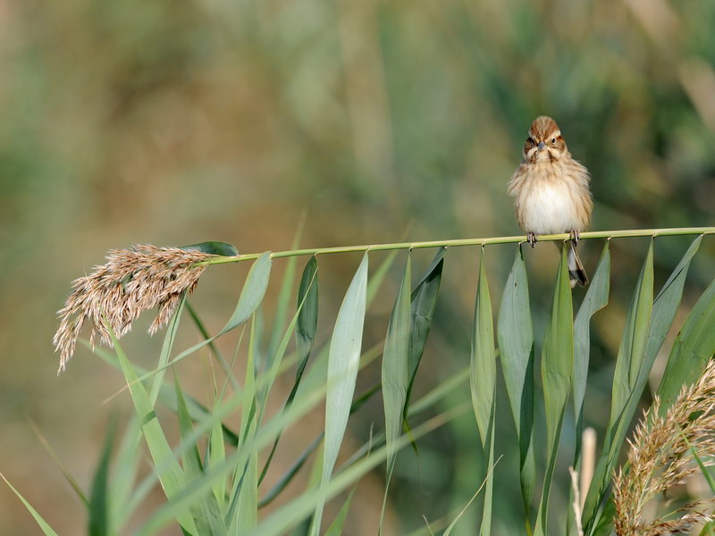 Migliarino di palude