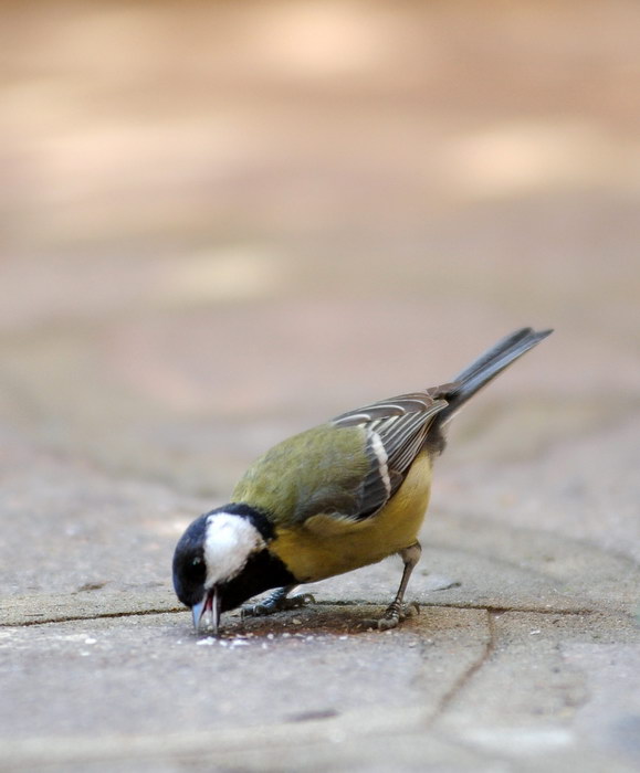 Avifauna humor