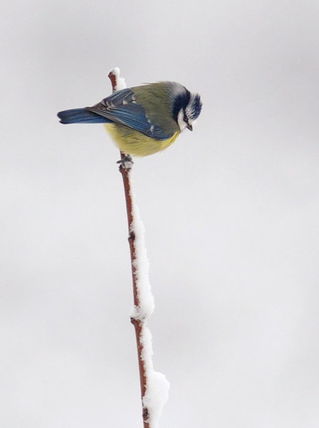 Avifauna humor