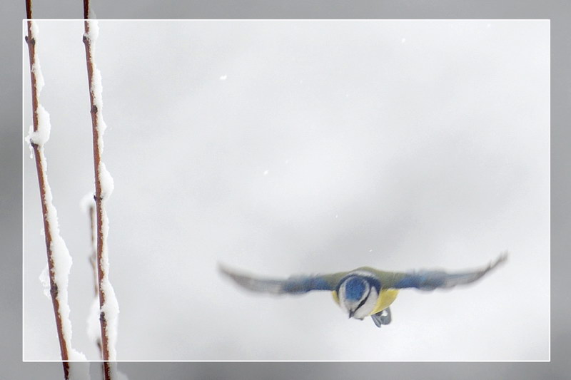 Avifauna humor