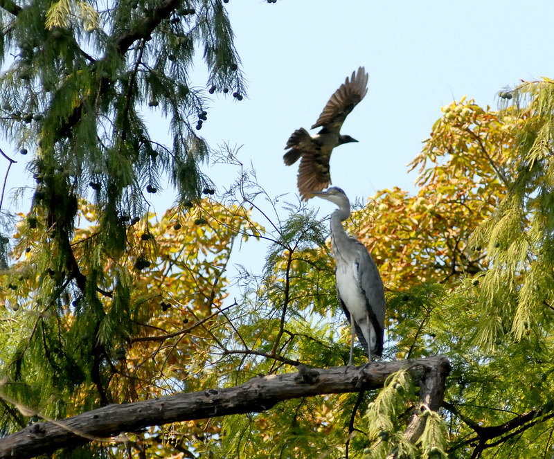 Avifauna humor