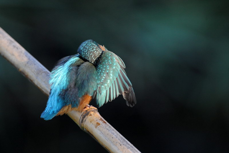 Avifauna humor