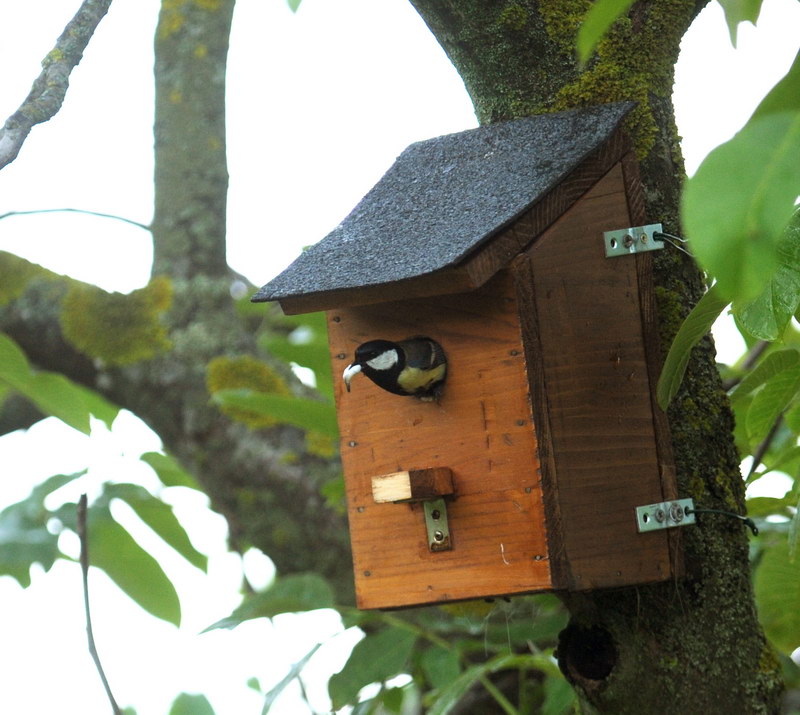 Avifauna humor