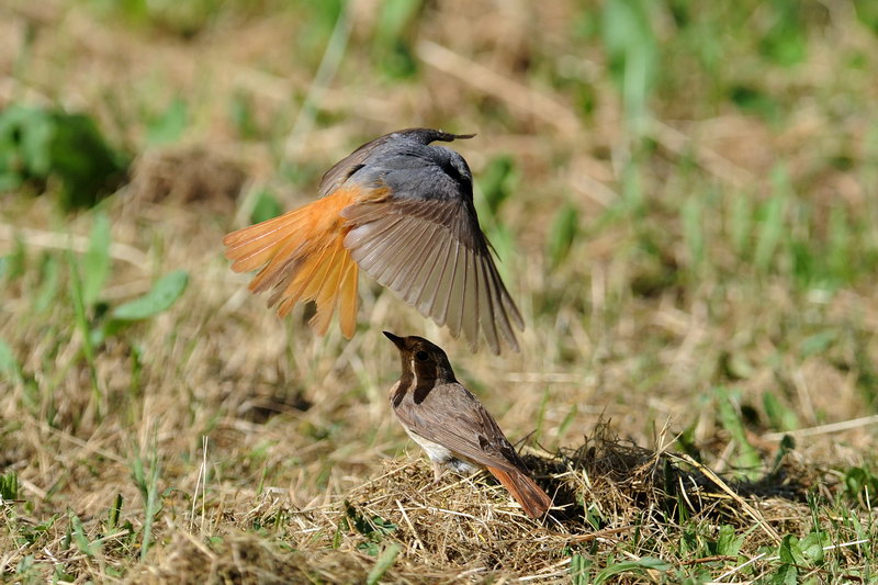 Avifauna humor