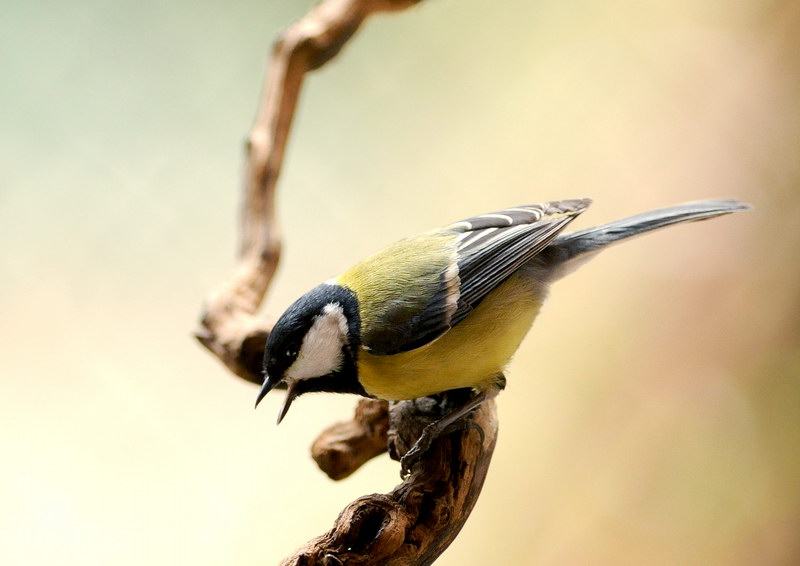 Avifauna humor