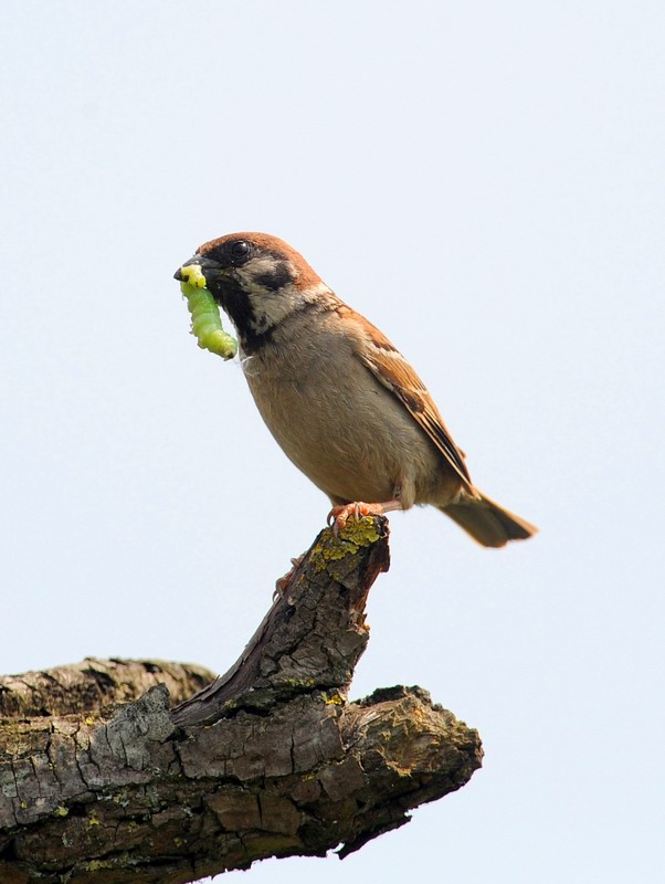 Passera mattugia e bruchi verdi