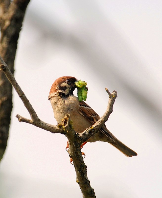Passera mattugia e bruchi verdi