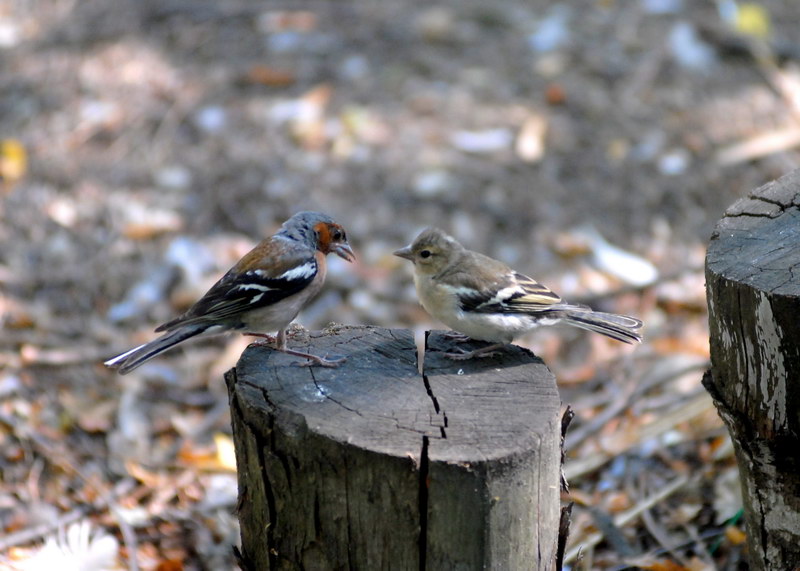 Avifauna humor