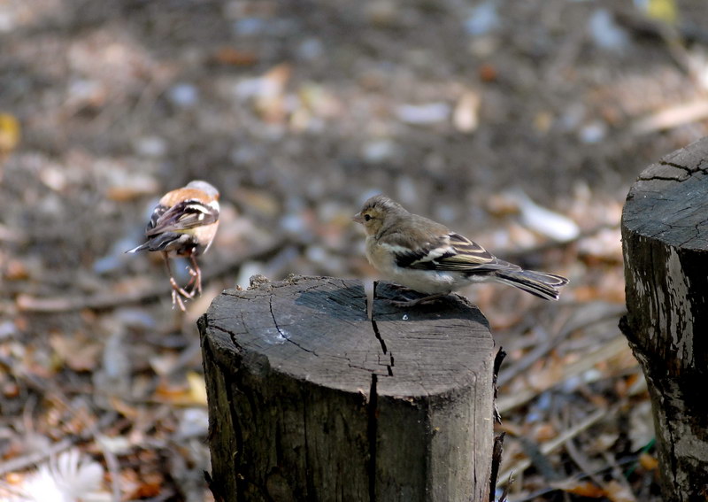 Avifauna humor