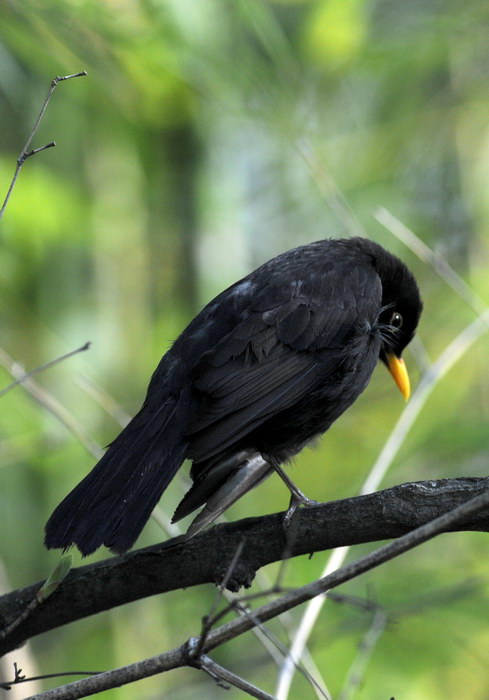Avifauna humor