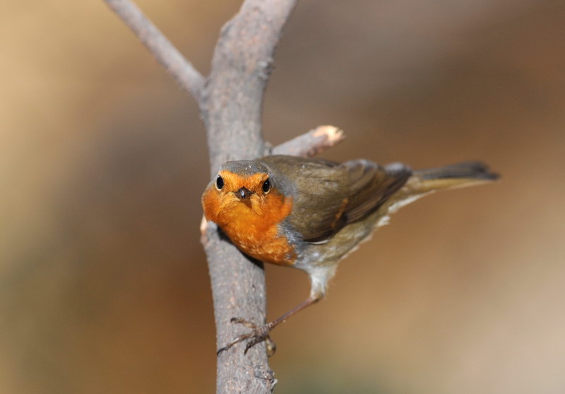 Avifauna humor