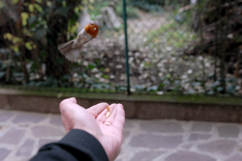 Il pettirosso, un amico che non dimentica.