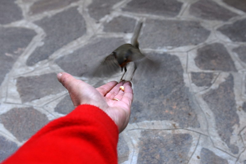 Il pettirosso, un amico che non dimentica.