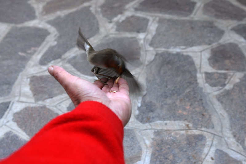 Il pettirosso, un amico che non dimentica.