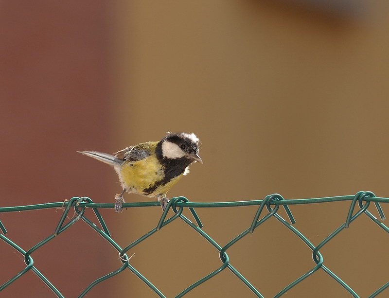 Avifauna humor