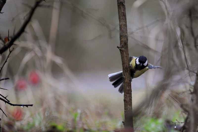 Avifauna humor
