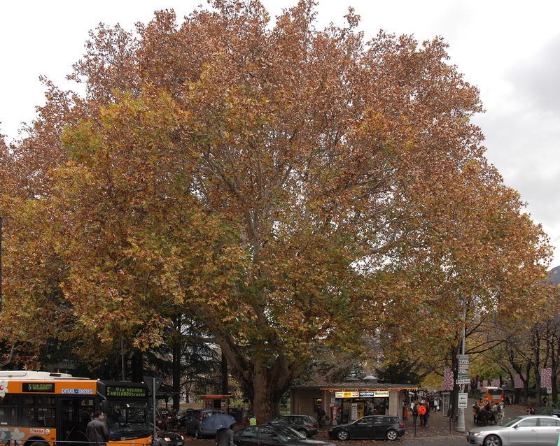 Il platano di Bolzano