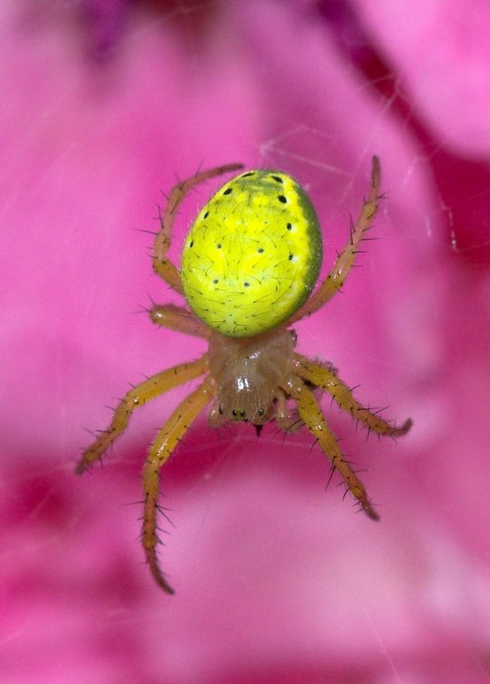 Philodromus e Araniella