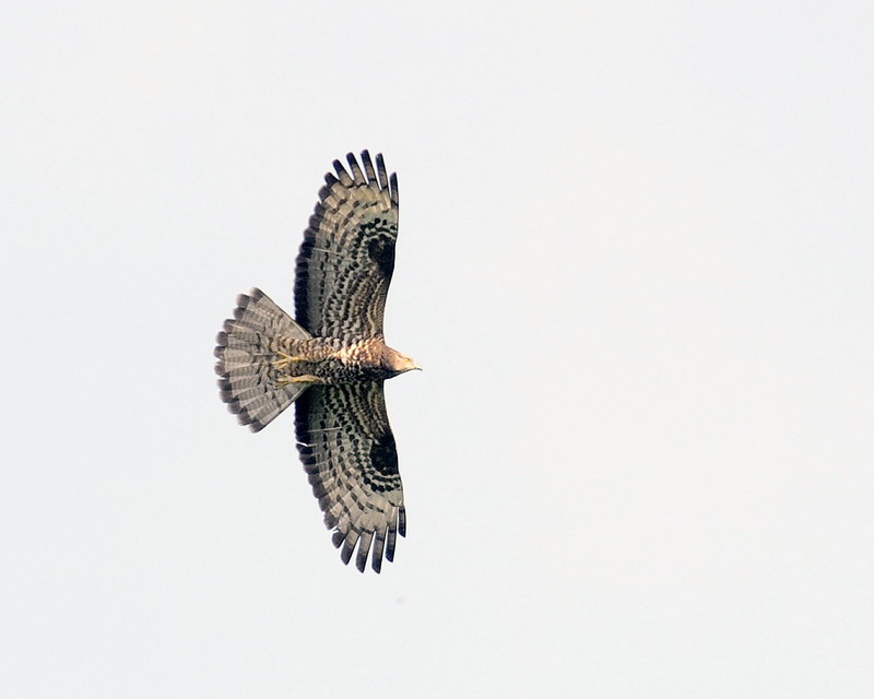 Rapaci da determinare