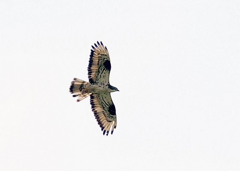 Rapaci da determinare