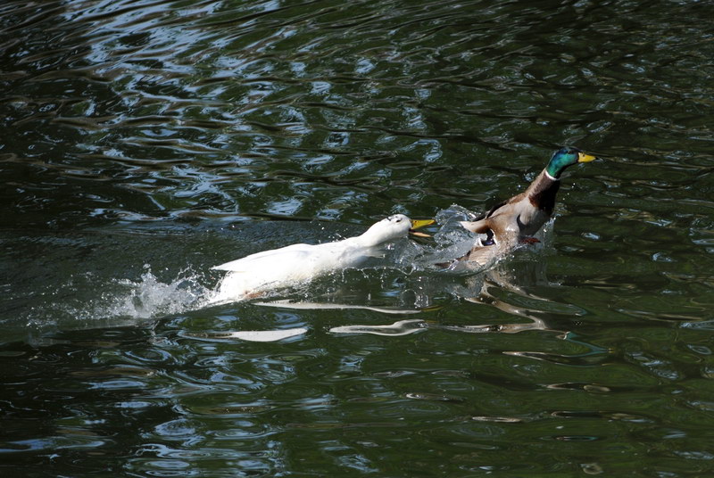 Avifauna humor
