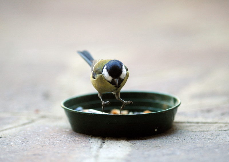 Avifauna humor