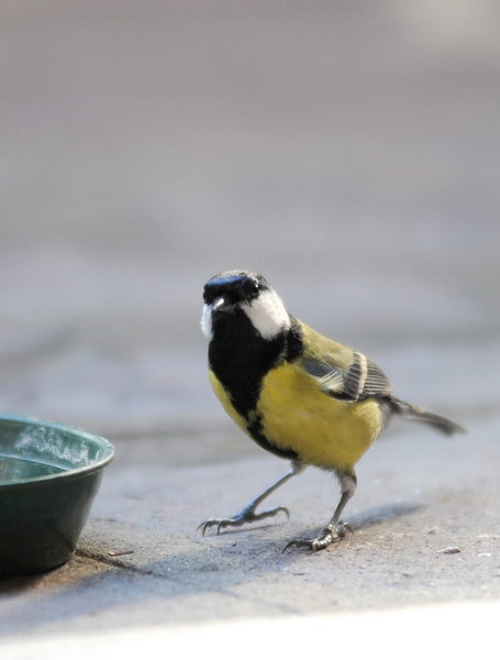 Avifauna humor