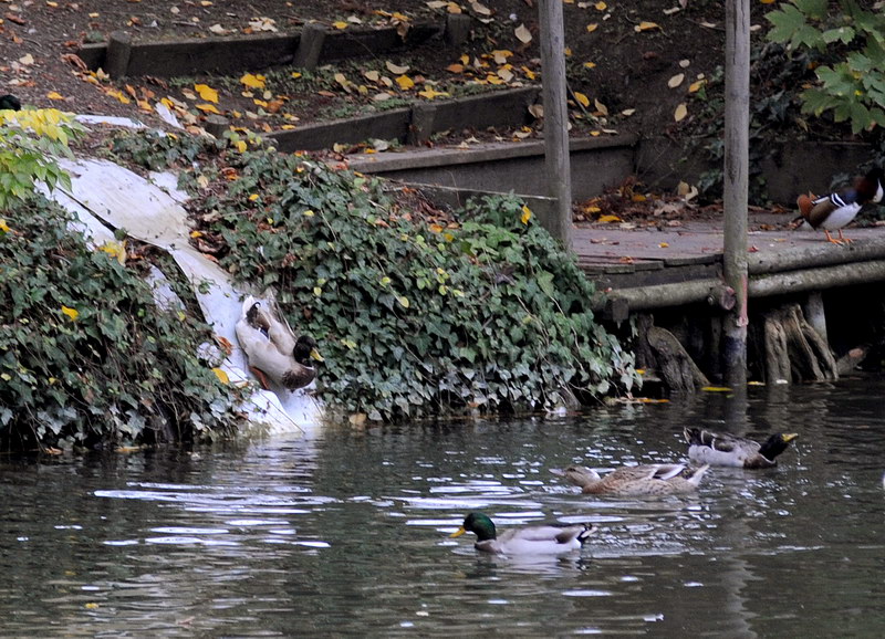 Avifauna humor